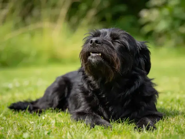 青草地上格里芬犬的放松时刻