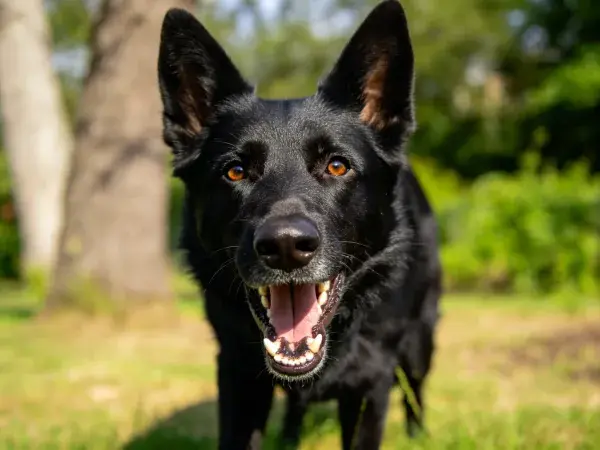 草地树林中的德国牧羊犬
