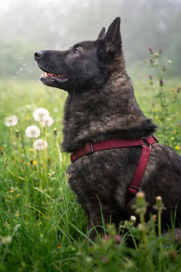 马里努阿犬于野花草地场景