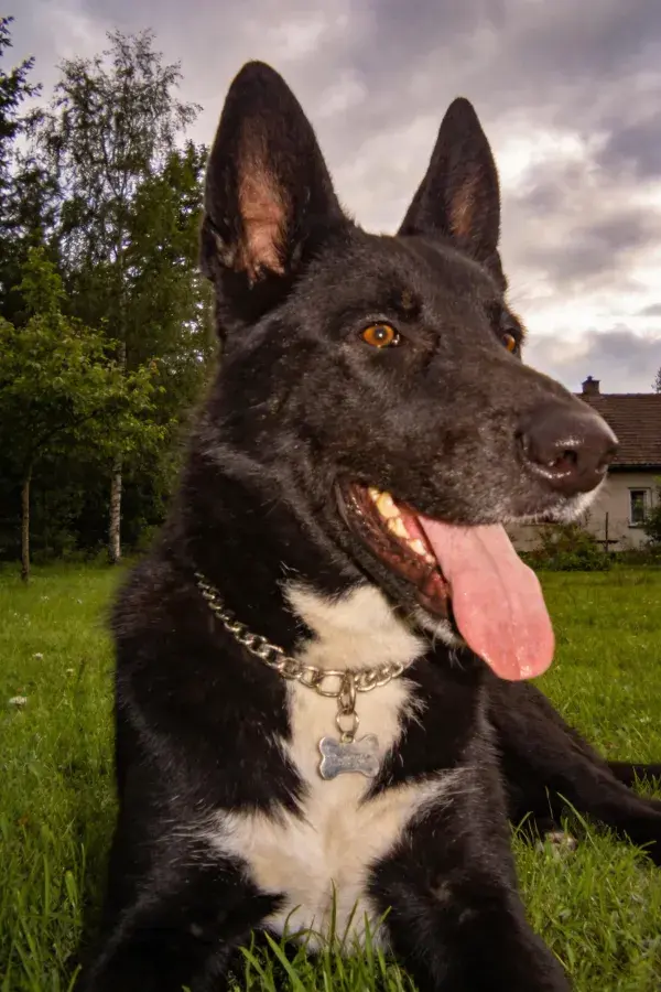 黑色德牧犬在草地休憩的状态捕捉