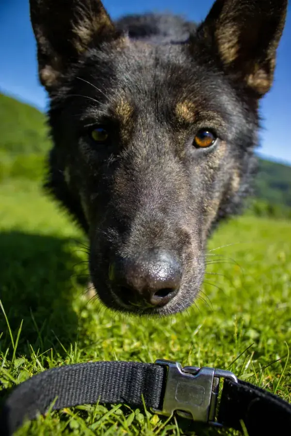 比利时马里努阿犬草地注视特写