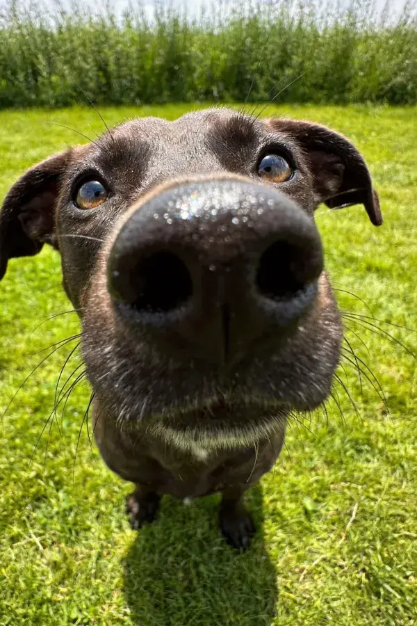 草地上的短毛混血犬近景