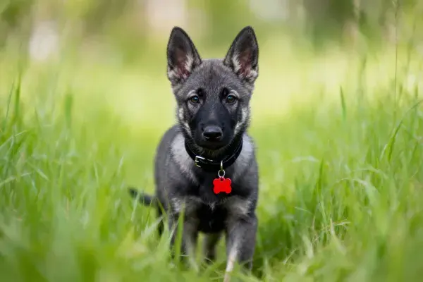 草地中的德国牧羊犬幼崽