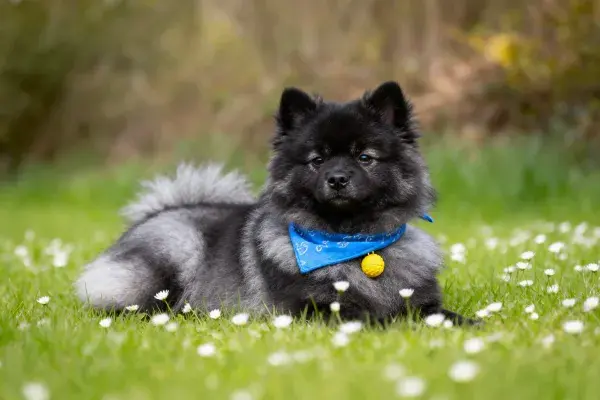Keeshond犬在花草地面的特写镜头