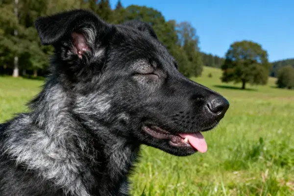 黑灰相间工作犬的草地休憩场景