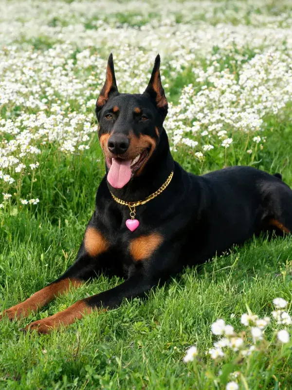 道伯曼犬躺卧花草丛中