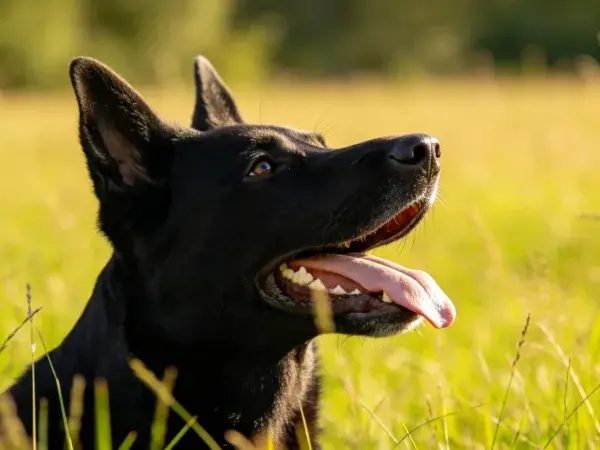 绿色草地上比利时马里努阿犬特写