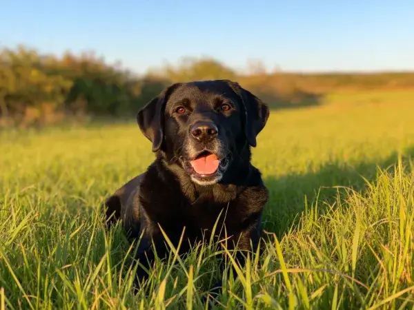 草地上的黑拉布拉多犬放松姿态