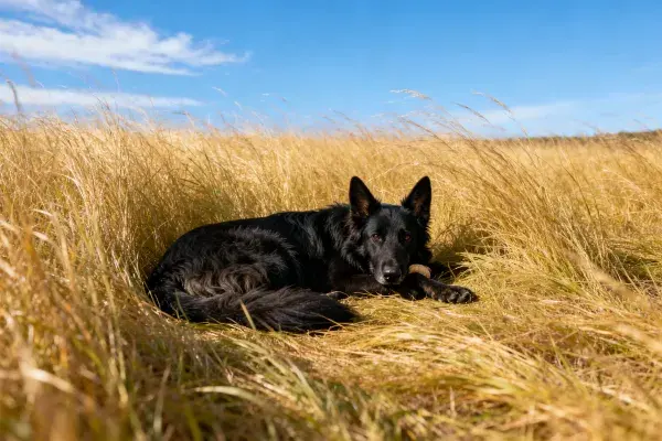 德国牧羊犬在草原草丛中的休息场景