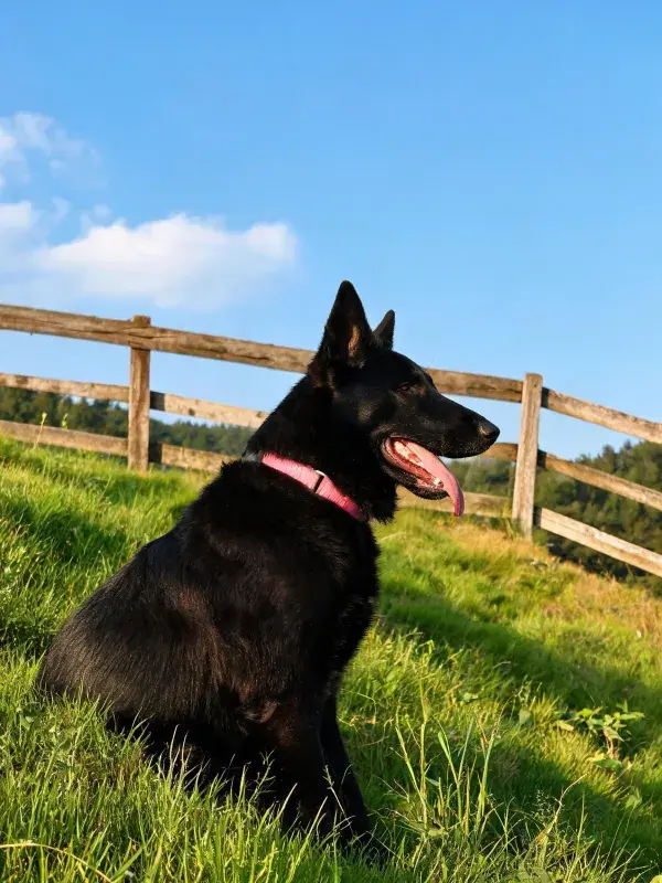 阳光明媚草地上的德国牧羊犬特写