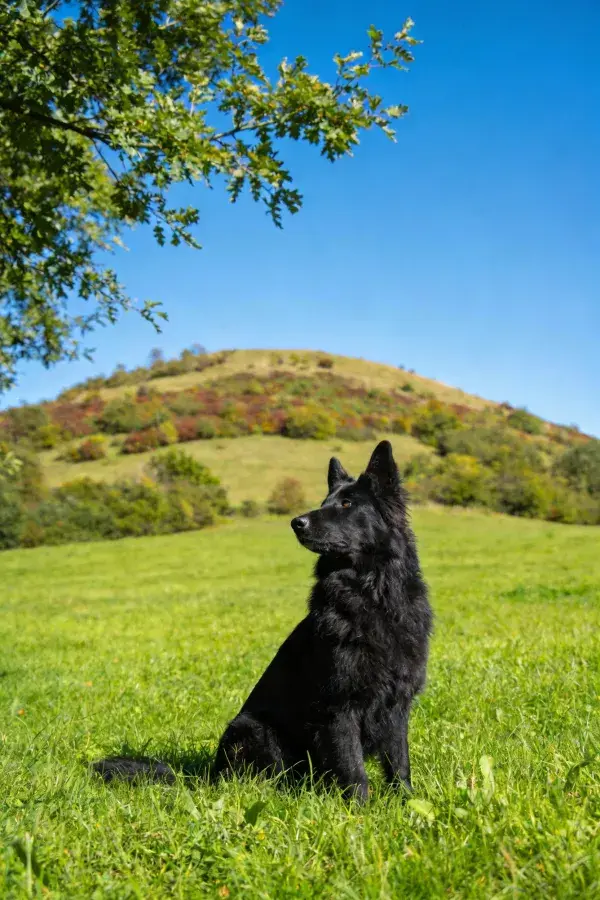 开阔草地上的比利时牧羊犬