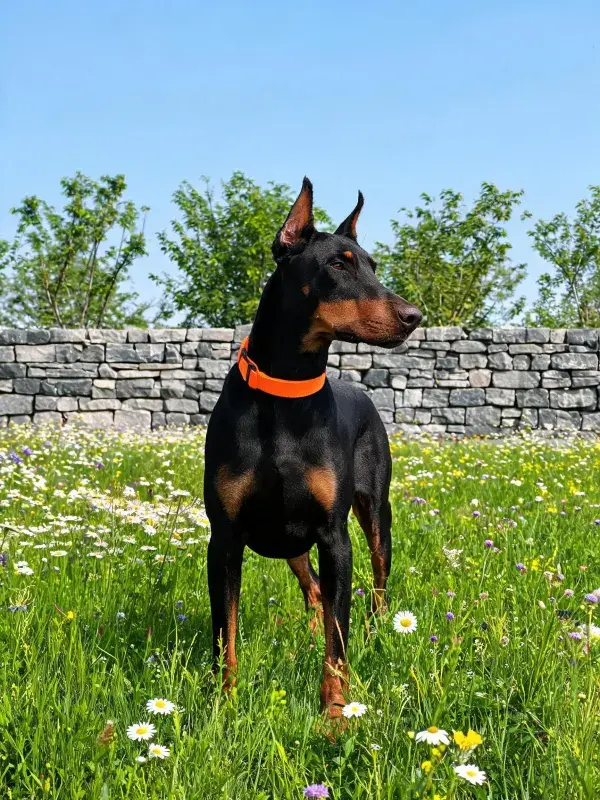 石墙旁花草丛中的杜宾犬