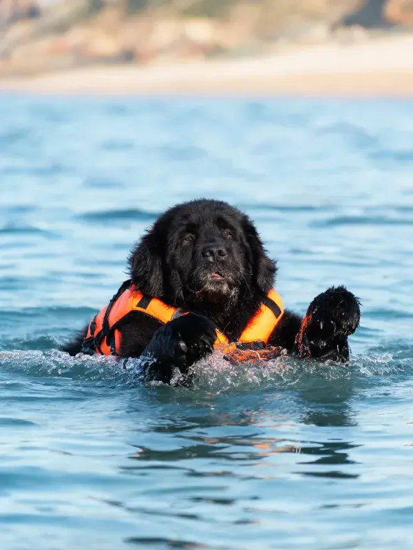 新犬穿着救生衣在海水中游泳