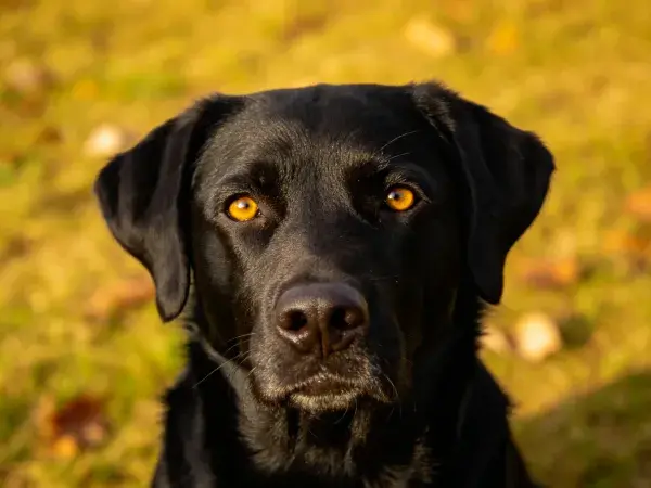 黑色拉布拉多犬凝视镜头于草地场景
