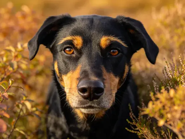 黑棕色工作犬野外特写场景