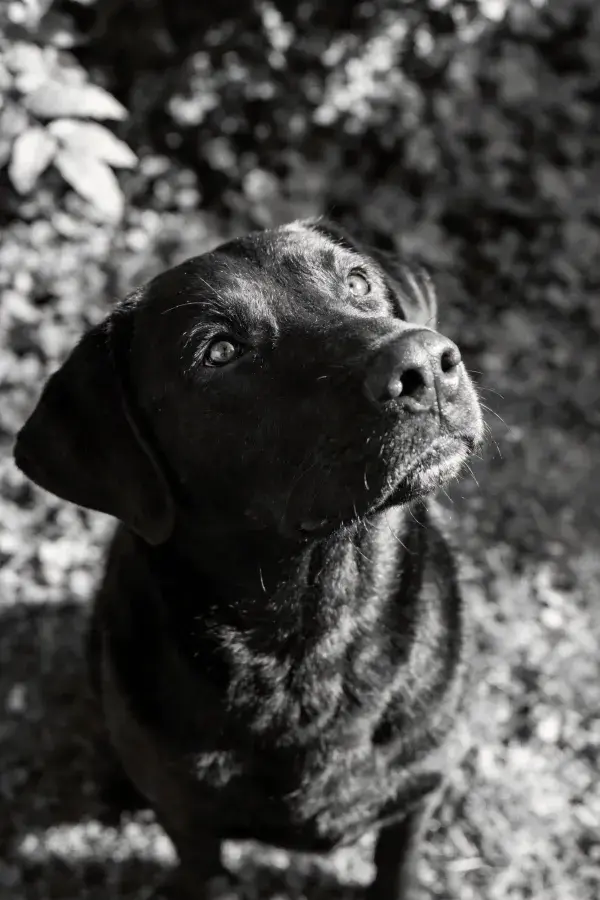 光影下拉布拉多猎犬抬头凝视