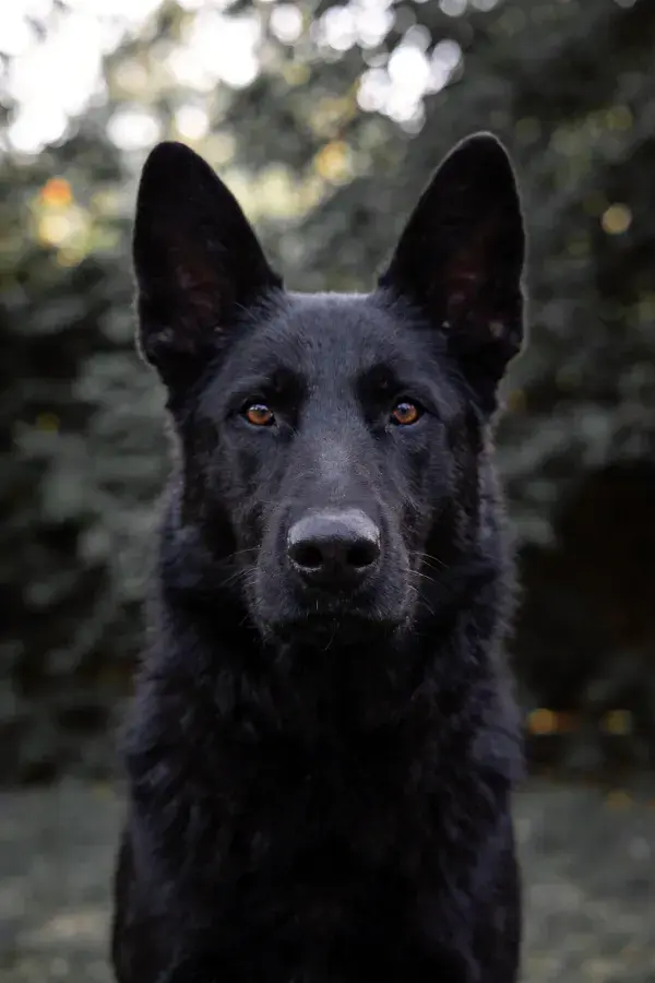 黑比利时马里努阿犬户外特写