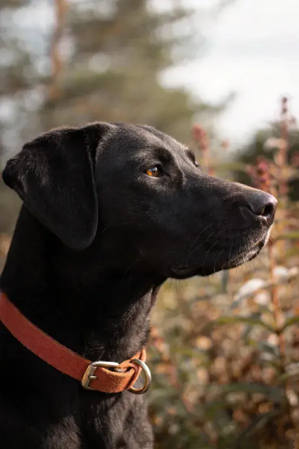 黑色拉布拉多犬凝视秋日山林间