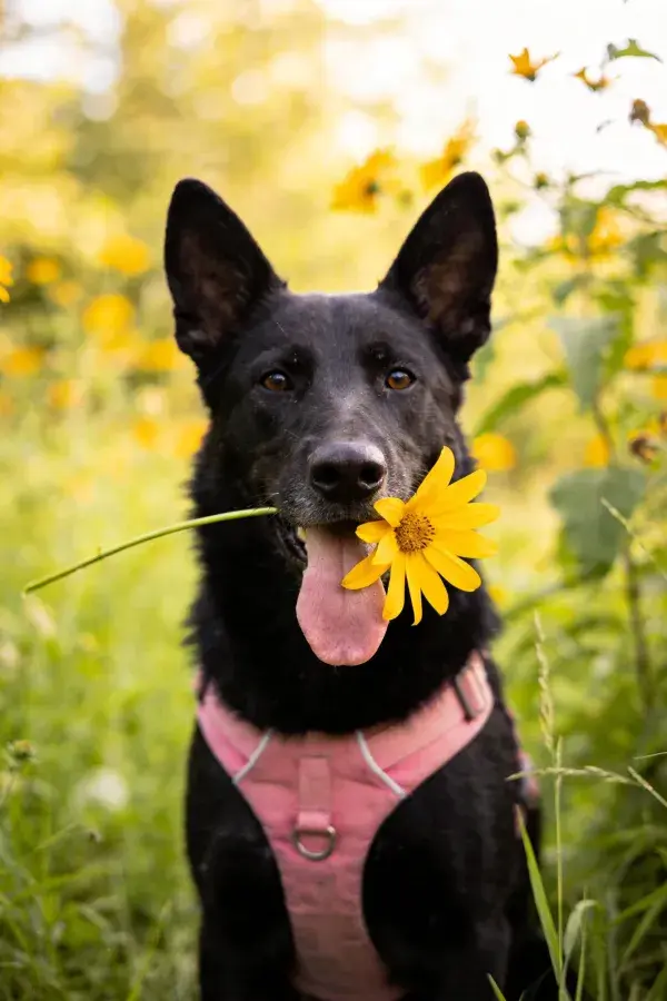 黑色工作犬叼黄花于野花丛中