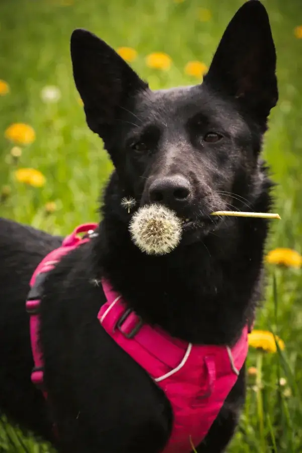 黑色德牧犬叼蒲公英特写场景