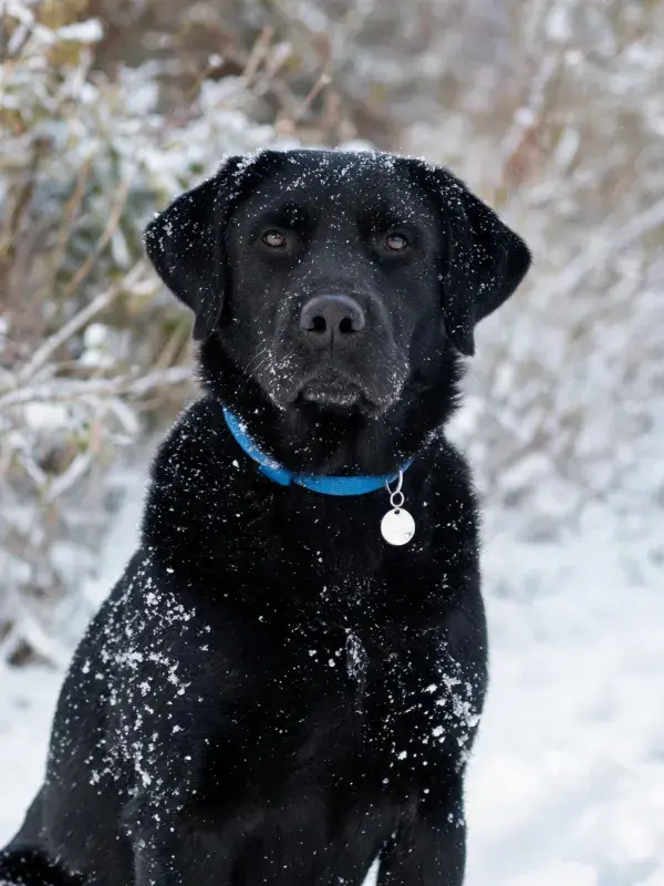 雪地中佩戴蓝色项圈的黑色拉布拉多猎犬