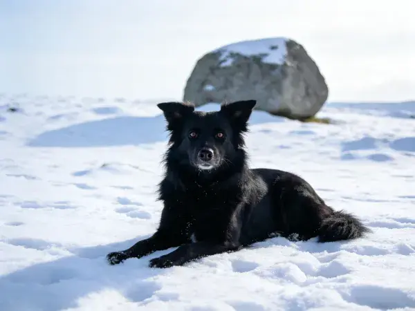 雪地中边境牧羊犬的安静姿态