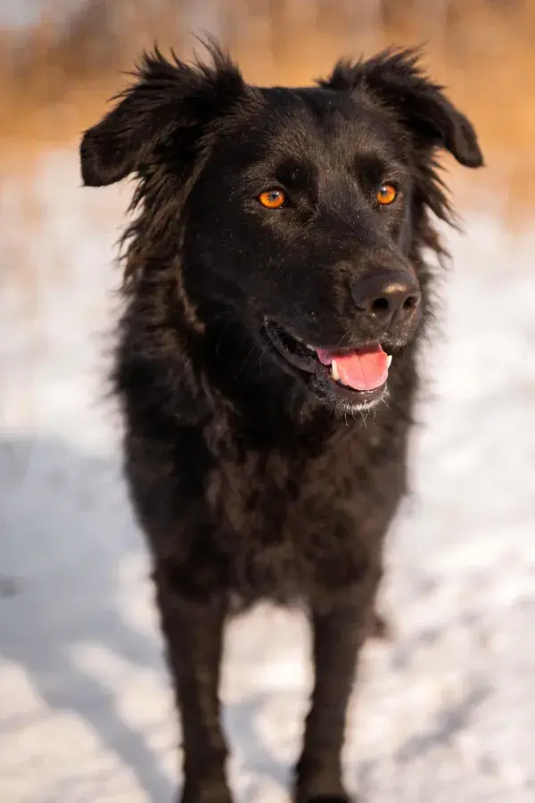 黑色长毛混血犬雪地特写