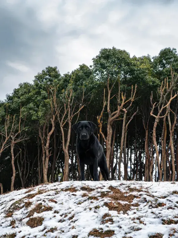雪地中黑色拉布拉多猎犬凝视瞬间