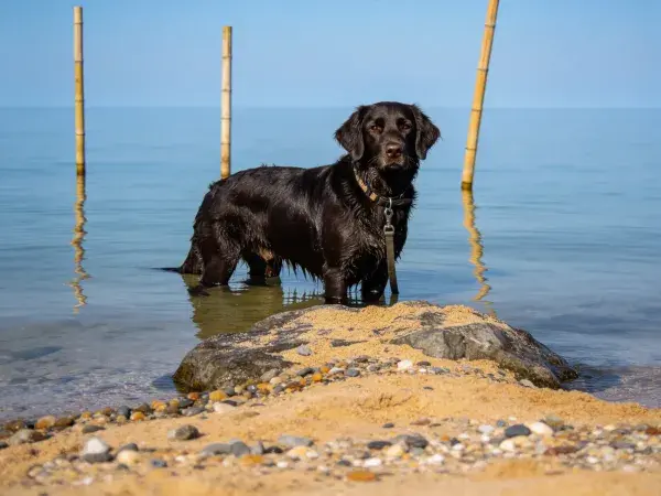 海滩浅滩中的拉布拉多猎犬