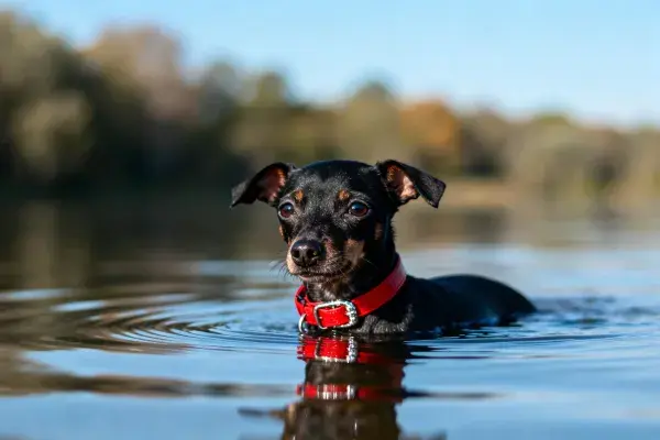 迷你杜宾犬水中漫步场景