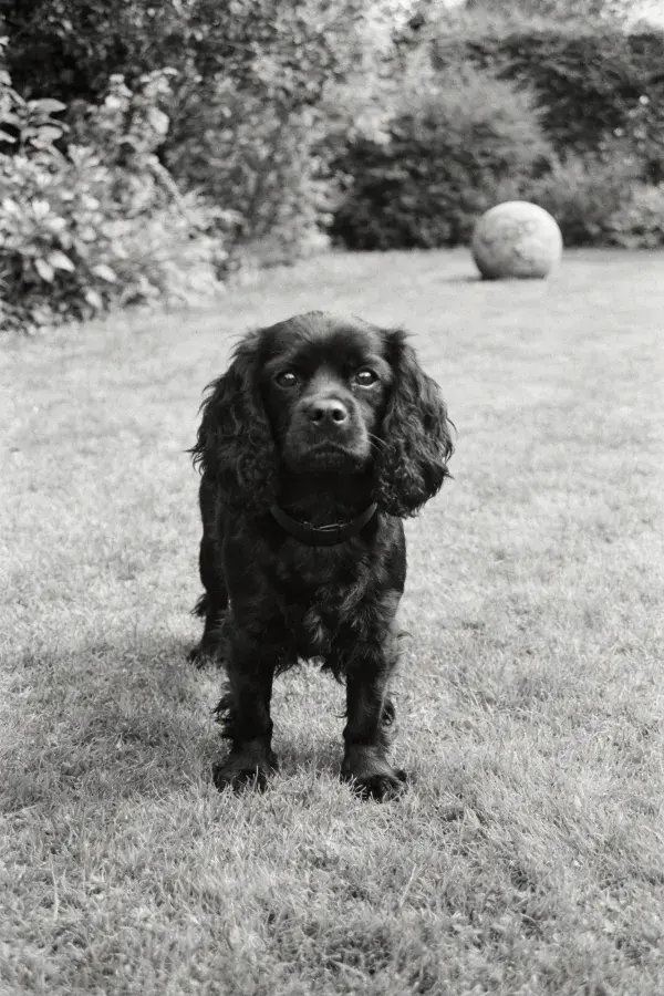 花园中可卡犬的特写画面