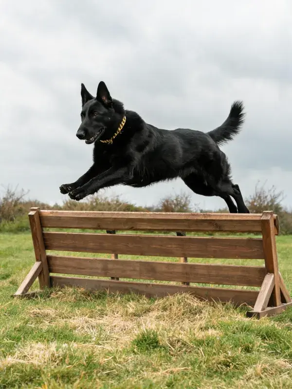 德国牧羊犬跳跃木制障碍场景