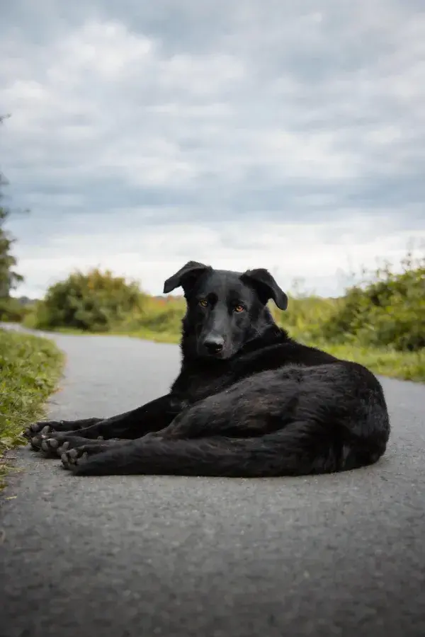 青灰色道路上的黑长毛工作犬休息场景