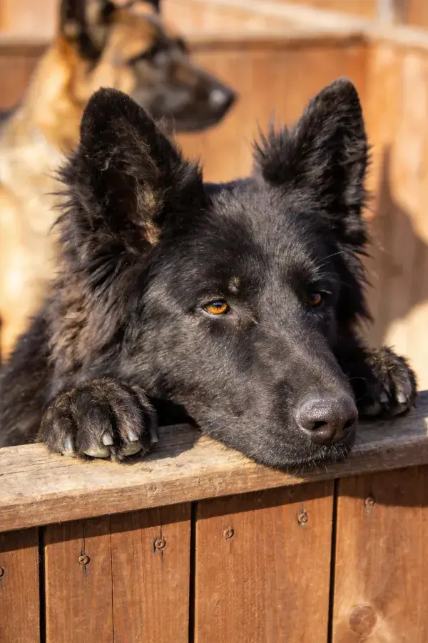 黑色德牧幼犬于木质围栏前的特写