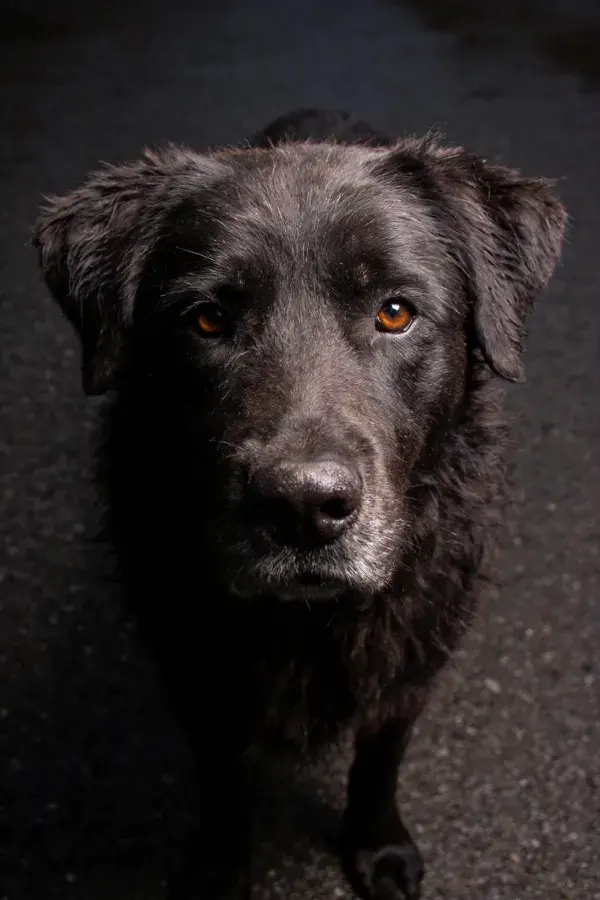 黑拉布拉多犬在暗色路面特写