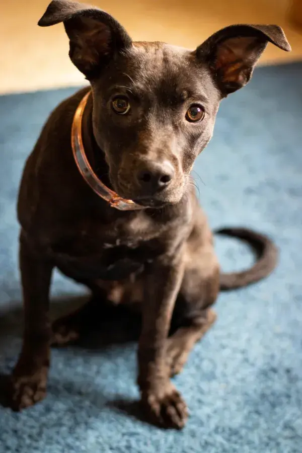 短毛混血犬近景特写于蓝色地毯上