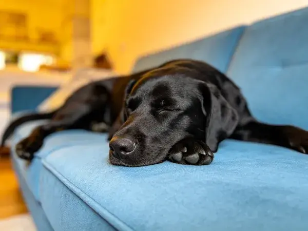 拉布拉多犬躺卧沙发上的瞬间
