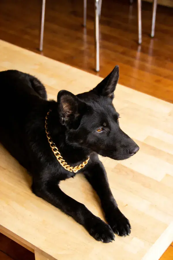 室内木质平台上的德牧犬