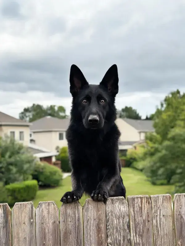 住宅区木栅栏上的德国牧羊犬