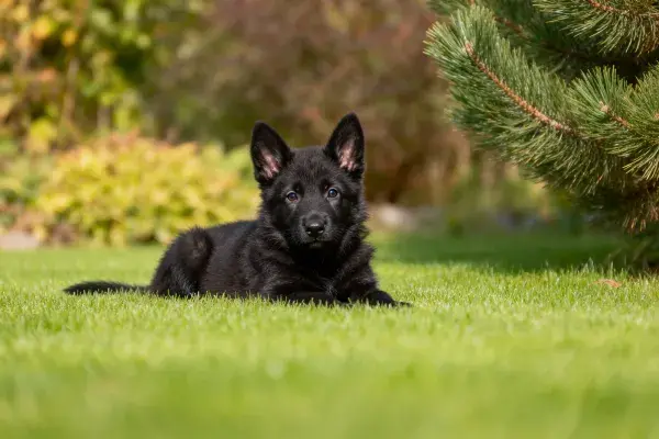 德国牧羊犬幼犬草地特写