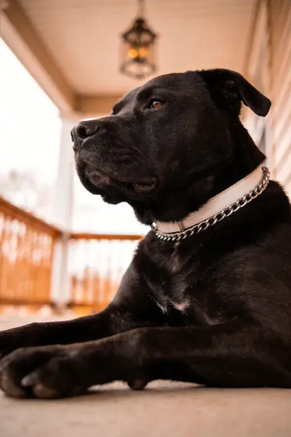 门廊处的大型守卫犬安静伫立
