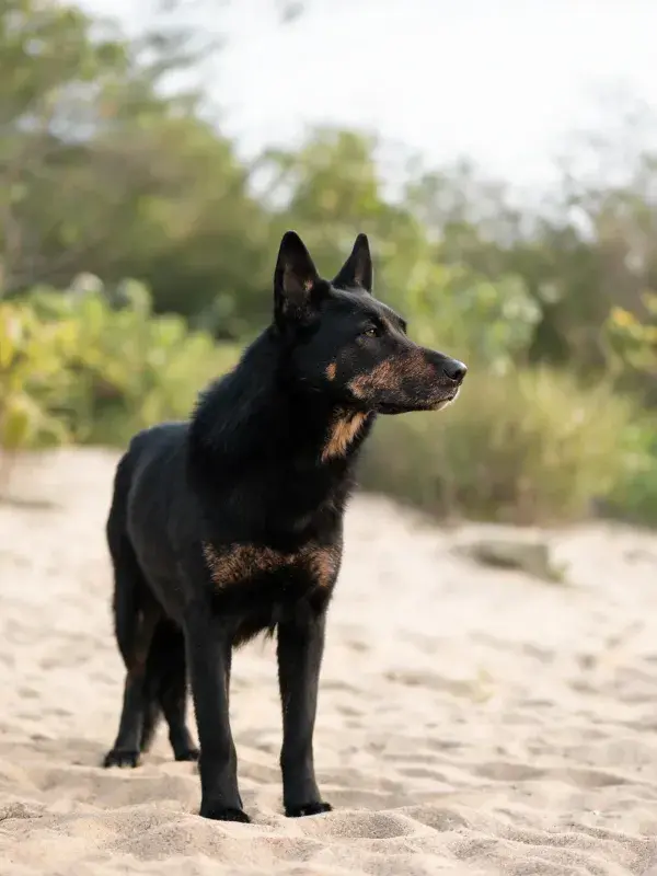黑色短毛牧羊犬沙滩站立姿态