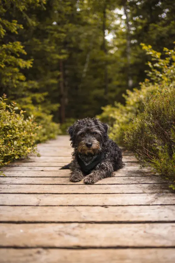 森林步道上的卷毛犬休憩场景