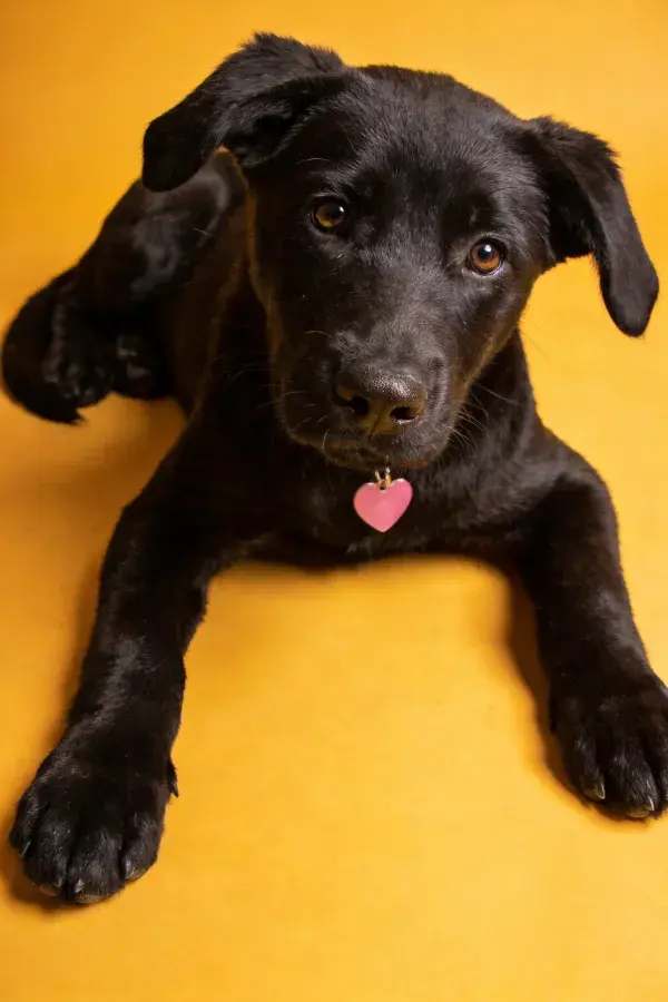 黑拉布拉多幼犬趴卧注视镜头