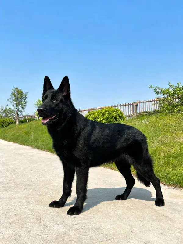 户外步道上站立的黑德国牧羊犬