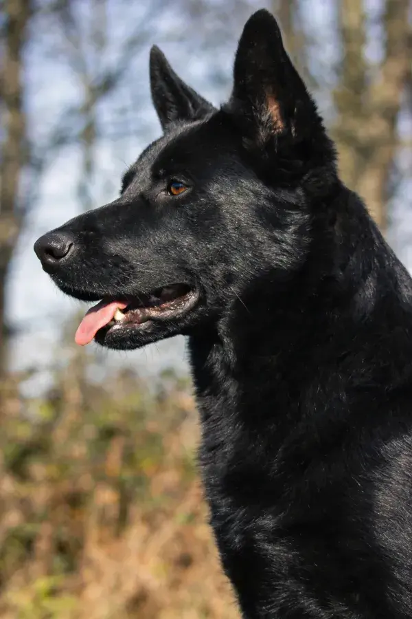 特写拍摄的黑比利时马里努阿犬侧面像