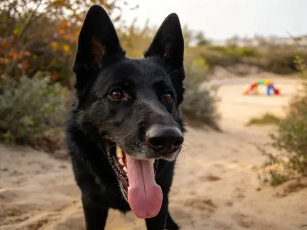 沙滩路径上的德国牧羊犬