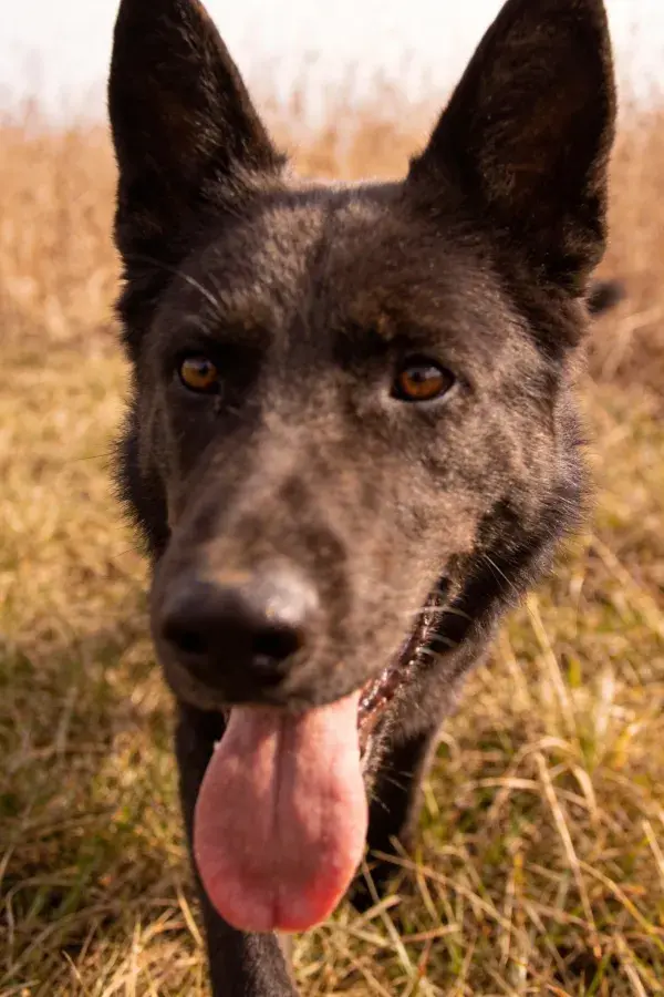 黑色比利时马里努阿犬草地特写