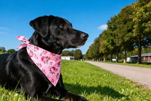 黑色拉布拉多猎犬在草地旁步道附近休息