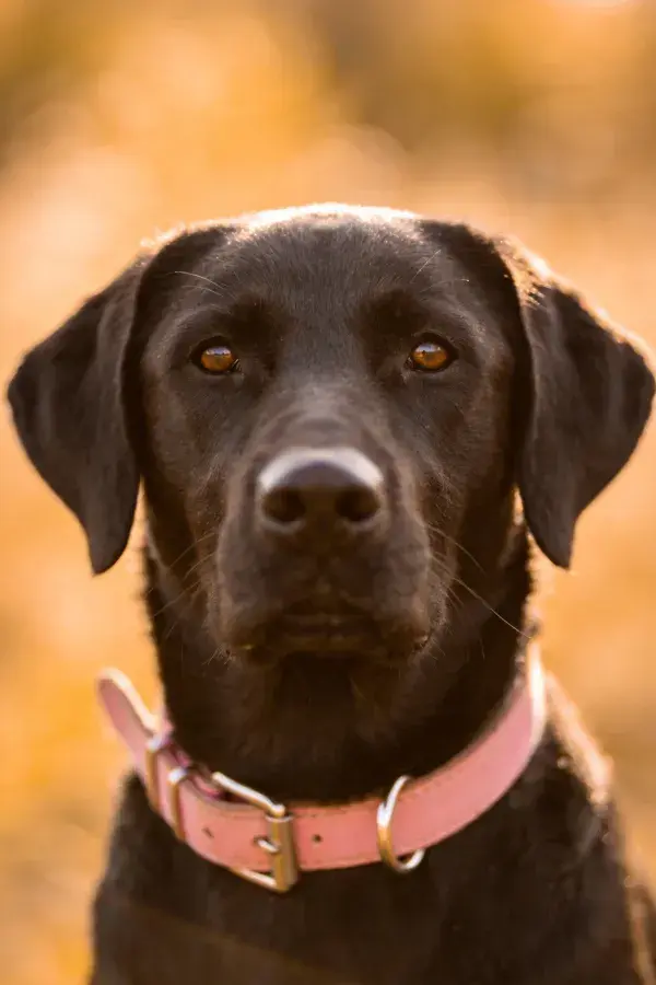 户外暖光中的拉布拉多犬